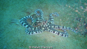 Octopus by Helen Hansen 